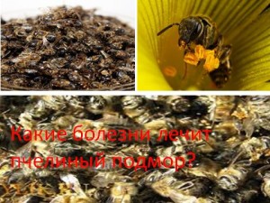Які хвороби лікує бджолиний підмор