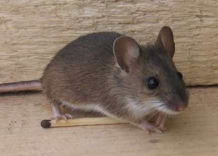 Как да се отървем от мишки в апартамент всички означава улов и изплаши