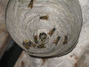 Cum să scapi de viespi dacă nu vezi cuibul