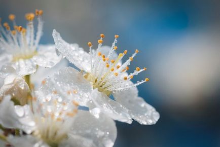Cum să fotografiezi frumos picături de apă pe flori