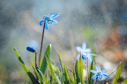 Milyen szép, hogy fényképet vízcseppek virágok