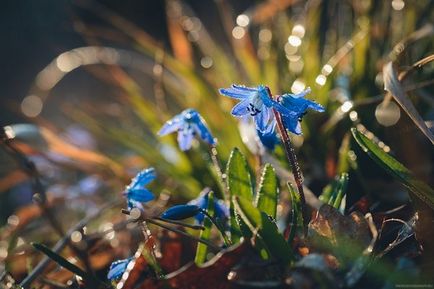 Cum să fotografiezi frumos picături de apă pe flori