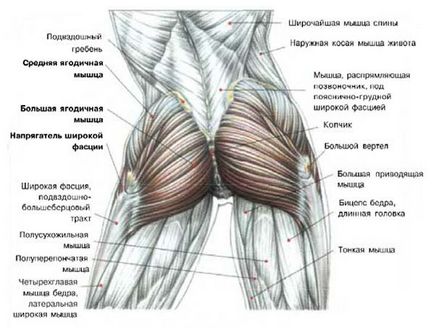 Cum să pompezi fese până la fată - anatomie și exerciții pentru fese