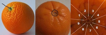 Cum naspor afla câte lobule într-o portocală