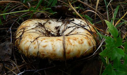 Cum de a distinge ciupercile albe de gorchak și video fals, fotografii și principalele diferențe de ciuperci comestibile