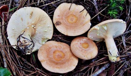 Як відрізнити білі грузді від гірчака і помилкового відео, фото та основні відмінності їстівних грибів