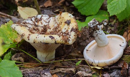 Як відрізнити білі грузді від гірчака і помилкового відео, фото та основні відмінності їстівних грибів