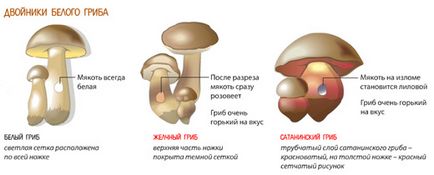 Як відрізнити помилкові гриби двійники від їстівних