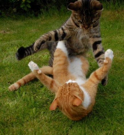 Hogyan elválaszt egy cica harc, harapás és karcolás, vörös macska