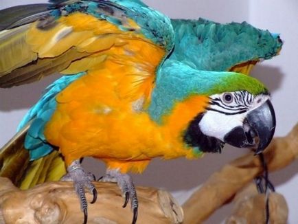 Hogyan lehet csökkenteni a csőr papagáj
