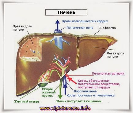 Як правильно пробити печінку