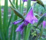 Cum să plantezi un phlox pe termen lung