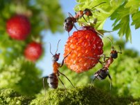 Cum să planteze în mod corespunzător culturile de boabe în grădină, un horticulturist (homestead)