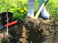 Cum să planteze în mod corespunzător culturile de boabe în grădină, un horticulturist (homestead)