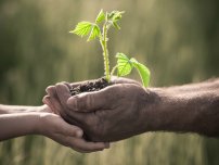 Cum să planteze în mod corespunzător culturile de boabe în grădină, un horticulturist (homestead)