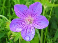 Cum să planteze în mod corespunzător culturile de boabe în grădină, un horticulturist (homestead)