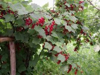 Cum să planteze în mod corespunzător culturile de boabe în grădină, un horticulturist (homestead)