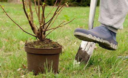 Cum să planteze în mod corespunzător culturile de boabe în grădină, un horticulturist (homestead)