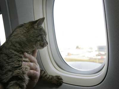 Cum să călătorești cu o pisică în avion