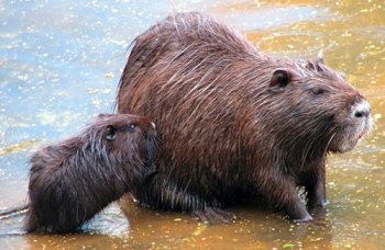 Cum sa cresti si sa ai grijă de nutria - știm cum!