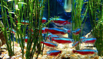Як розводити риб неонов в акваріумі, жіночий журнал vip modnica