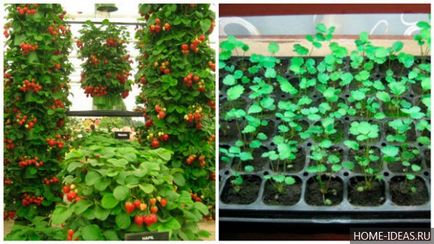 Cum să plantați căpșuni cu semințe la domiciliu, instrucțiuni pas cu pas și video master-class