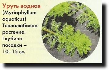 Hogyan készítsünk egy medence könnyen hozzáférhető anyagokból a kezüket a kádból, a hordó bögrék stb (do) Hogyan készítsünk egy medence könnyen hozzáférhető anyagokból a kezüket a kádból, a hordó bögrék stb