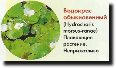 Hogyan készítsünk egy medence könnyen hozzáférhető anyagokból a kezüket a kádból, a hordó, egy bögre stb (kéz) Hogyan készítsünk egy medence könnyen hozzáférhető anyagokból a kezüket a kádból, a hordó bögrék stb