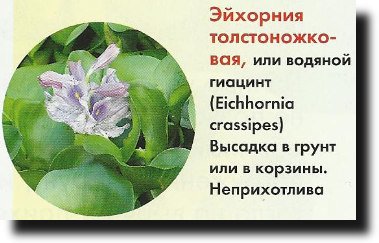 Hogyan készítsünk egy medence könnyen hozzáférhető anyagokból a kezüket a kádból, a hordó, egy bögre stb (tó) Hogyan készítsünk egy medence könnyen hozzáférhető anyagokból a kezüket a kádból, a hordó bögrék stb