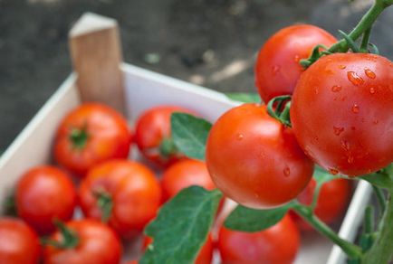 Як зберегти томати свіжими надовго