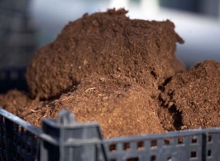 Hogyan lehet javítani a talaj kész szobanövények