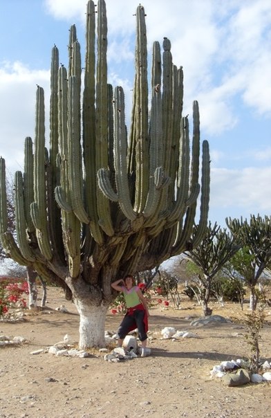 Cum să ai grijă de un cactus acasă