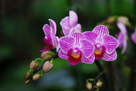 Cum să îngrijiți orhida phalaenopsis pe tot parcursul anului