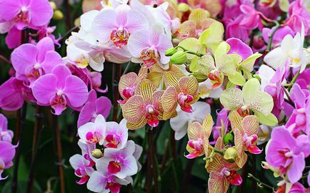 Hogyan törődik orchidea phalaenopsis évben