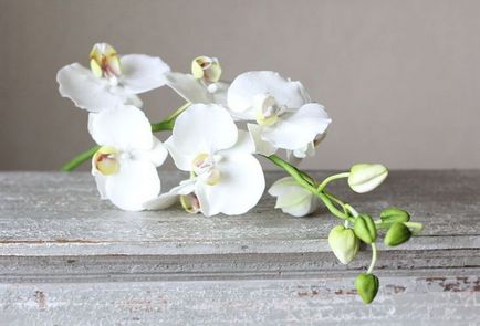 Hogyan válasszuk ki egy orchidea