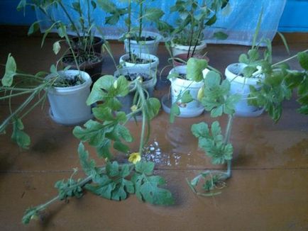 Cum să crească pepeni verzi în zona suburbană atunci când se plantează semințe de pepene verde pentru răsaduri răspunsuri