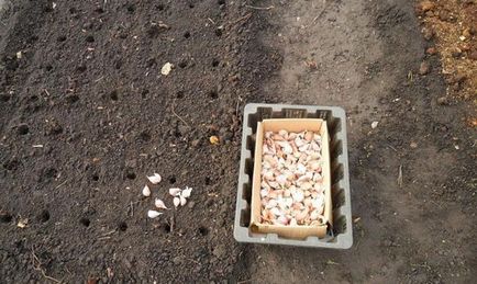 Cum să crească îngrășământ mare de usturoi și fertilizare, secretele recoltei de succes în grădină