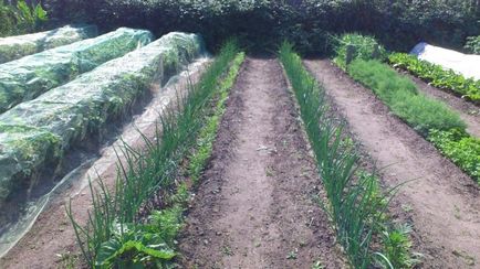 Cum să crească o grămadă de legume în grădină, buletin agroindustrial