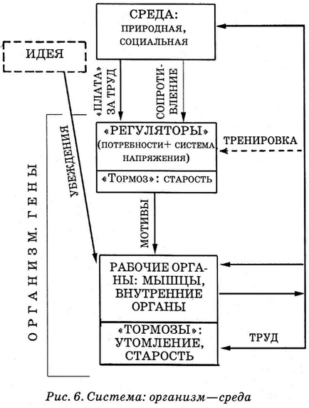 Як підбадьорити організм