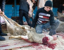 Як зарізати барана покрокова інструкція з відео для початківців