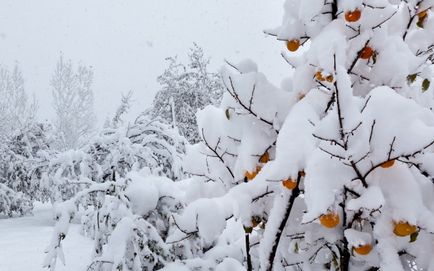 Cum să protejați copacii de îngheț în perioada toamnă-iarnă