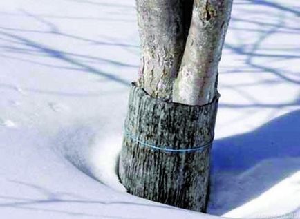 Як захистити дерева від морозів в осінньо-зимовий період