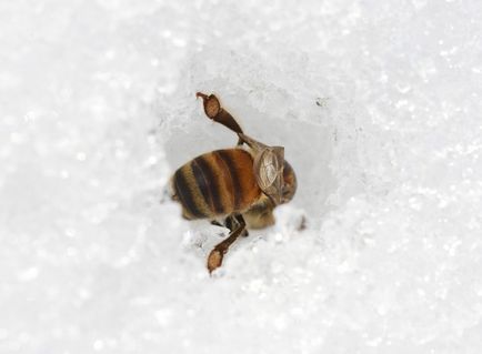 Calendarul apicultorului ianuarie, albine de iernare