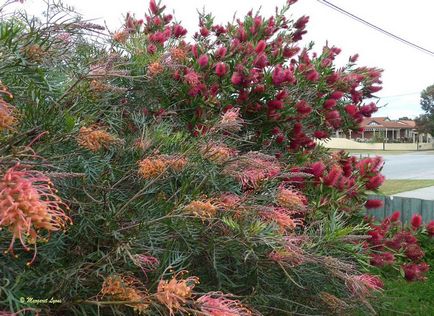 Callistemon fotók és fajok termesztése és otthoni gondozást