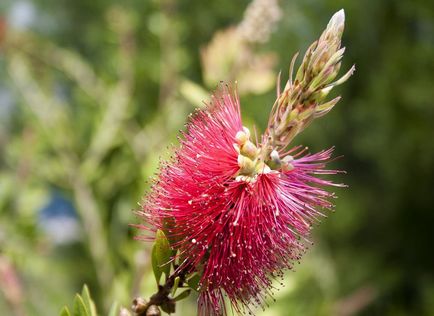 Kallistemon fotografie și tipuri, cultivarea și îngrijirea la domiciliu