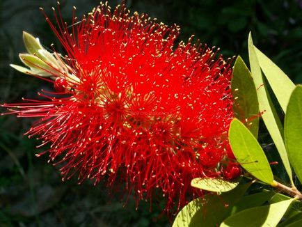 Protecția și reproducerea de către Callistemon