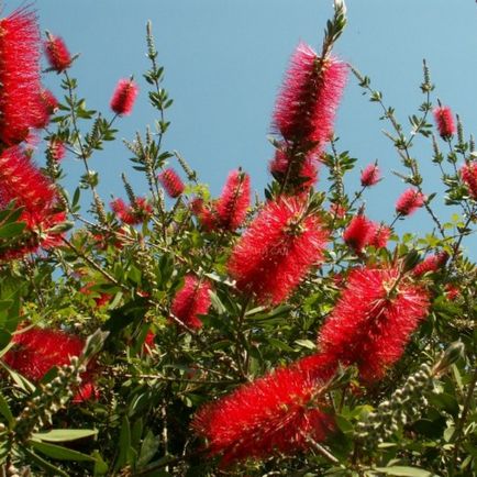 Protecția și reproducerea de către Callistemon