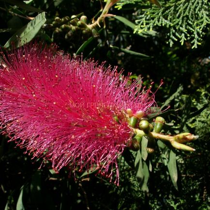 Protecția și reproducerea de către Callistemon