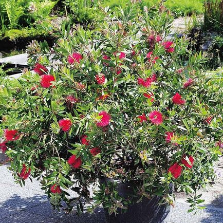 Callistemon грижи у дома, видове и сортове, снимки