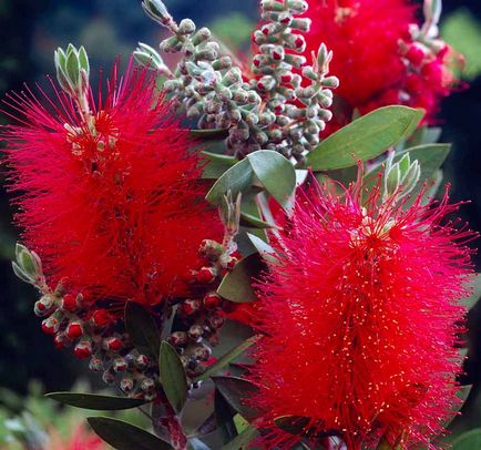 Callistemon îngrijire acasă, specii și soiuri, fotografie